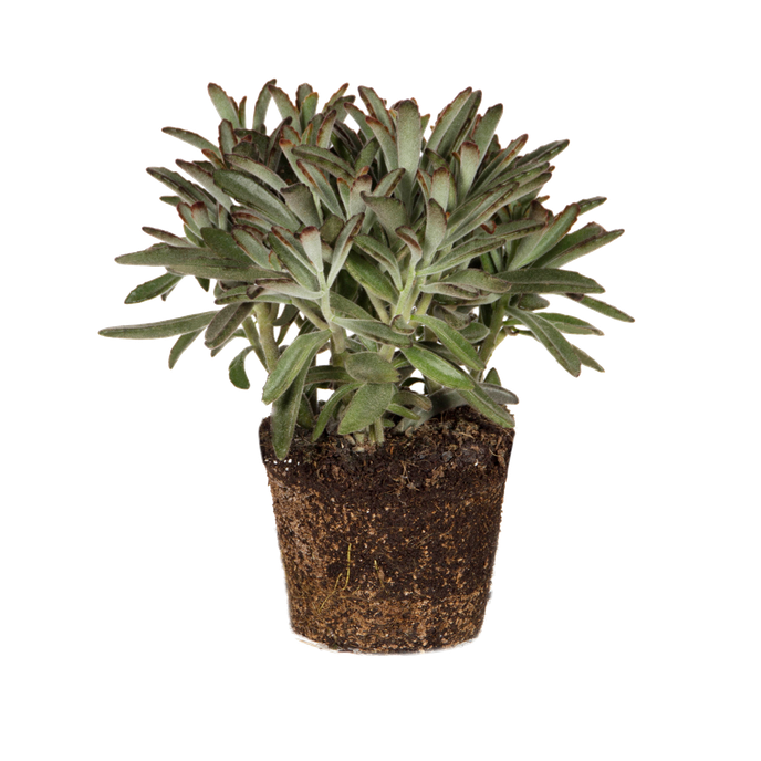 Kalanchoe tomentosa nigra